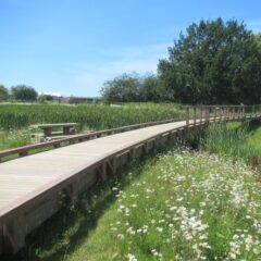 Meadow Bridge